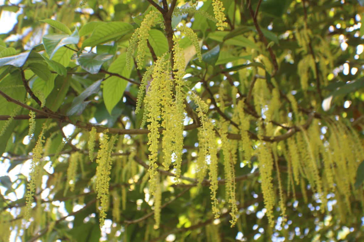 Baccaurea motleyana (Müll.Arg.) Müll.Arg.